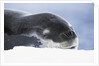 Leopard Seal Resting on Ice by Anonymous