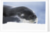 Leopard Seal Resting on Ice by Anonymous