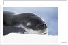 Leopard Seal Resting on Ice by Anonymous
