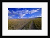 Ranch Road on Prairie by Anonymous
