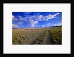 Ranch Road on Prairie by Anonymous