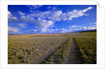 Ranch Road on Prairie by Anonymous