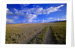 Ranch Road on Prairie by Anonymous