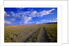 Ranch Road on Prairie by Anonymous