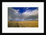 Ranch Road and Clouds by Anonymous
