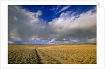Ranch Road and Clouds by Anonymous