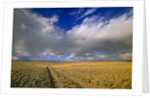 Ranch Road and Clouds by Anonymous