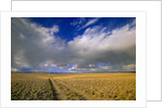 Ranch Road and Clouds by Anonymous