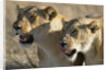 Lionesses Watching Savanna by Anonymous