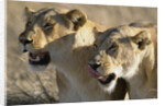 Lionesses Watching Savanna by Anonymous