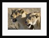 Lionesses Watching Savanna by Anonymous