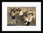 Lionesses Watching Savanna by Anonymous