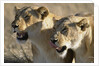 Lionesses Watching Savanna by Anonymous