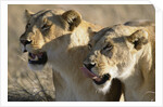Lionesses Watching Savanna by Anonymous