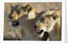 Lionesses Watching Savanna by Anonymous
