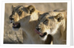 Lionesses Watching Savanna by Anonymous