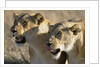 Lionesses Watching Savanna by Anonymous