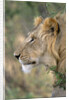 Lion in Bushes by Anonymous