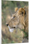 Lion in Bushes by Anonymous