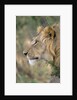 Lion in Bushes by Anonymous