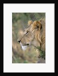 Lion in Bushes by Anonymous