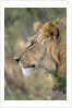 Lion in Bushes by Anonymous
