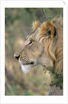 Lion in Bushes by Anonymous