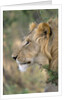 Lion in Bushes by Anonymous