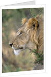 Lion in Bushes by Anonymous