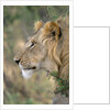 Lion in Bushes by Anonymous
