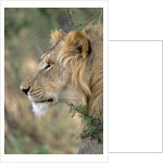 Lion in Bushes by Anonymous
