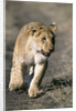 Lion Cub Running on Animal Trail by Anonymous