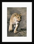 Lion Cub Running on Animal Trail by Anonymous