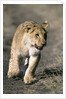Lion Cub Running on Animal Trail by Anonymous