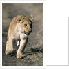 Lion Cub Running on Animal Trail by Anonymous