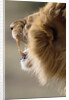 Lion Roaring by Anonymous
