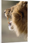 Lion Roaring by Anonymous