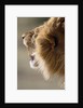 Lion Roaring by Anonymous
