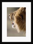 Lion Roaring by Anonymous