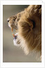 Lion Roaring by Anonymous