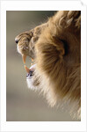 Lion Roaring by Anonymous
