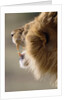 Lion Roaring by Anonymous