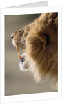 Lion Roaring by Anonymous