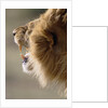 Lion Roaring by Anonymous