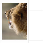 Lion Roaring by Anonymous