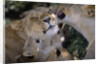 Lionesses Grooming One Another in Shade by Anonymous