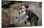 Lionesses Grooming One Another in Shade by Anonymous