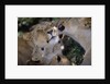 Lionesses Grooming One Another in Shade by Anonymous