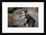 Lionesses Grooming One Another in Shade by Anonymous