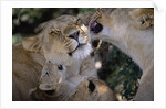 Lionesses Grooming One Another in Shade by Anonymous
